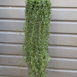 6” String Of Bananas