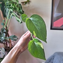 Pothos #2