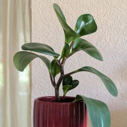 Healthy Beautiful Indoor Plant ( Peperomia)