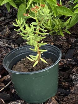 Succulent plant