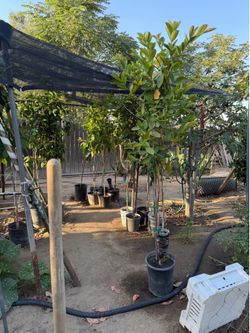 Guayaba