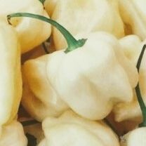Extremely Rare Organic Flavor Savor White Habanero Pepper Seeds! 2026 SEASON EARLY RELEASE!