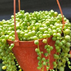 String Of.perla 