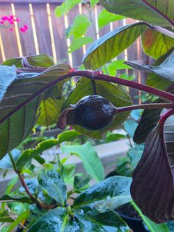 Red Malaysian Guava Trees