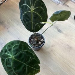 Anthurium Forgetii Live Plant 5” Pot