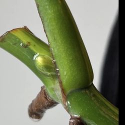aurea cuttings available