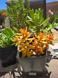 Plants