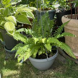 Potted Fern Plant Green 