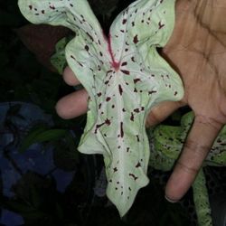 Caladiums Plants ( Pls Read Description Below)