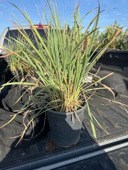 lemongrass