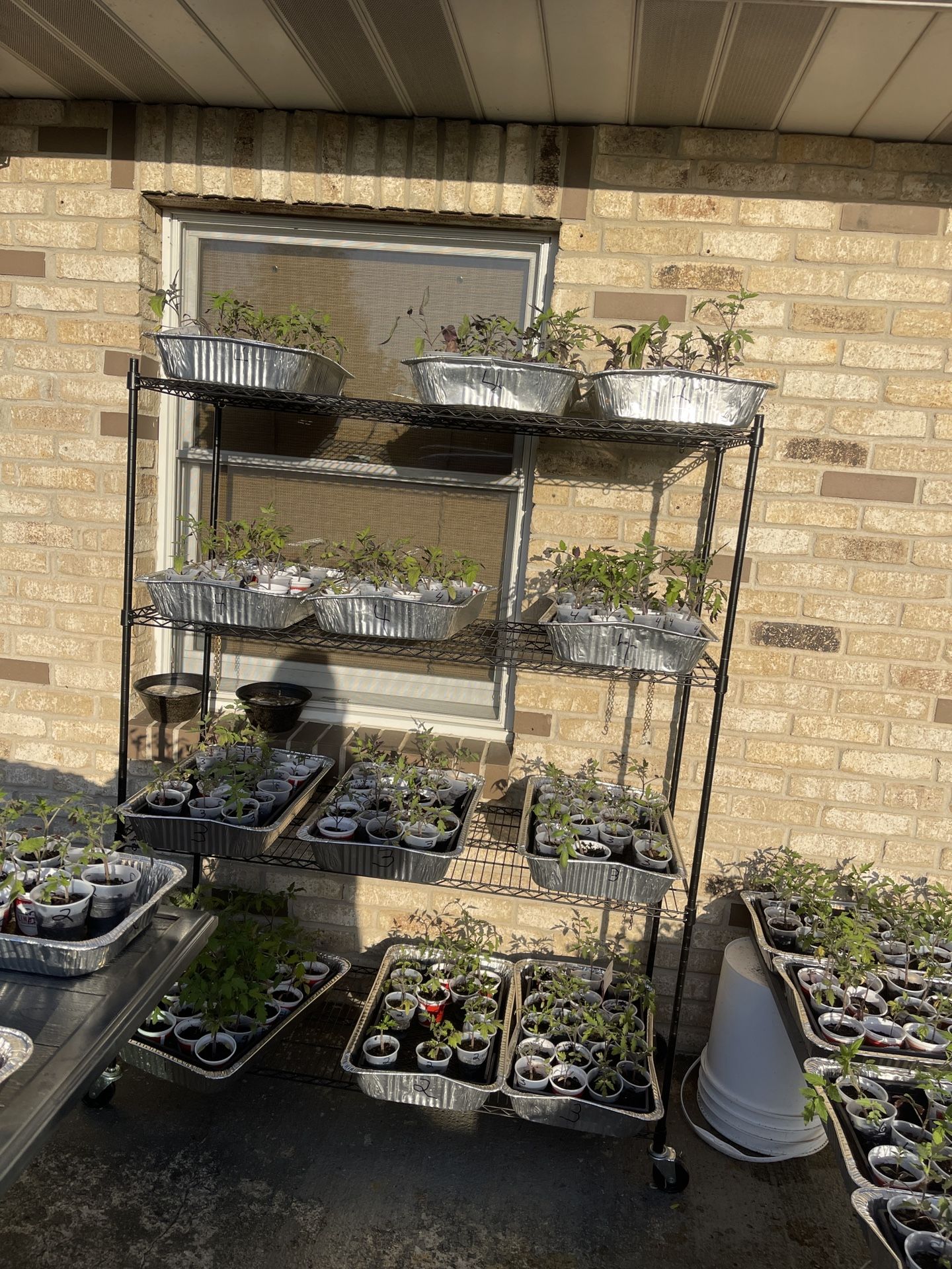Vegetable plants, tomatoes, hot, and sweet peppers