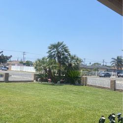 Palm tree