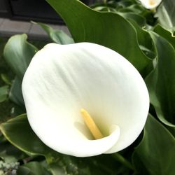 Calla  Lily  white.