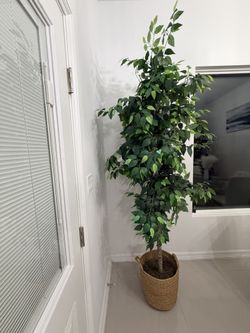 6ft Artificial Ficus Tree