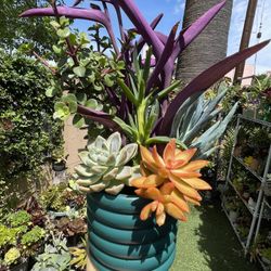 Beautiful Succulent In A Beautiful Pot 