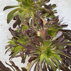 Aeonium Arboreum Plants