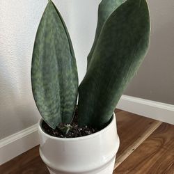 Whale Fin Sansevieria - Snake Plant