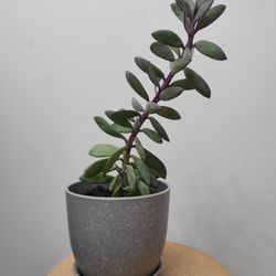 Propeller Lavender Step Plant