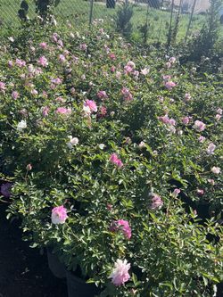 Pink Roses (many Roses Grow)