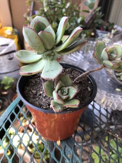 Echeveria