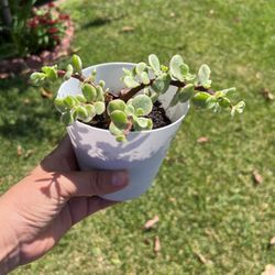 Planta