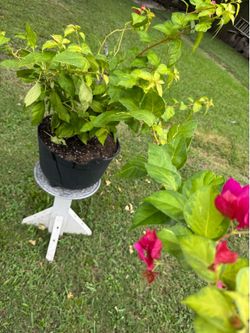 Bougainvillea