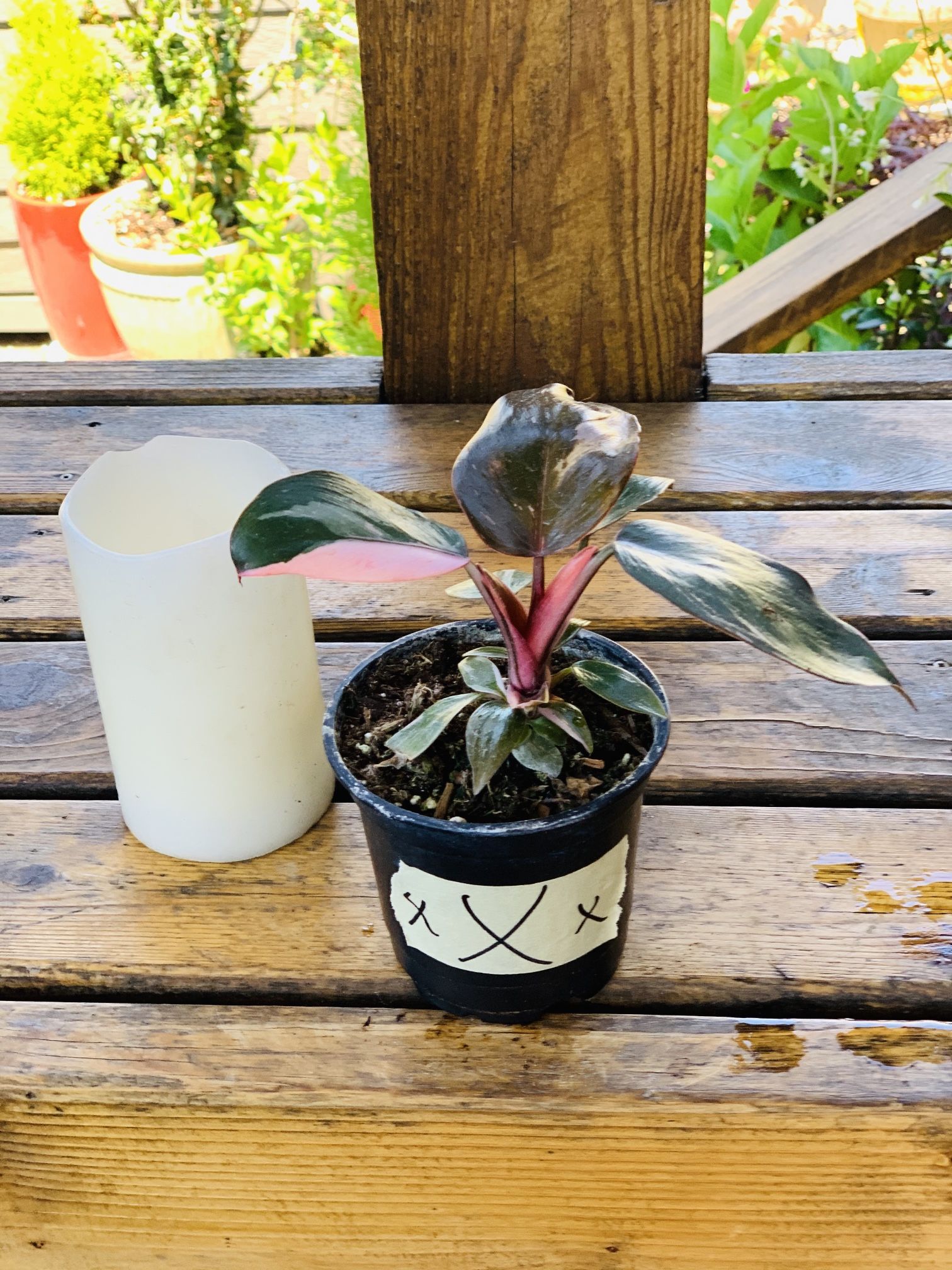 Live indoor Philodendron Pink Princess plant in a plastic nursery pot—firm price