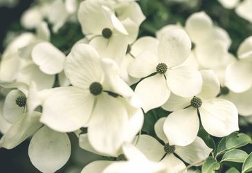 White dogwood