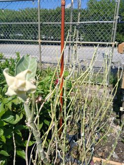 Butterfly plants on sale now $15
