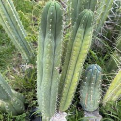 Trichocereus Pachanoi LER