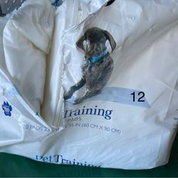 Dog training pads open box 12 count 