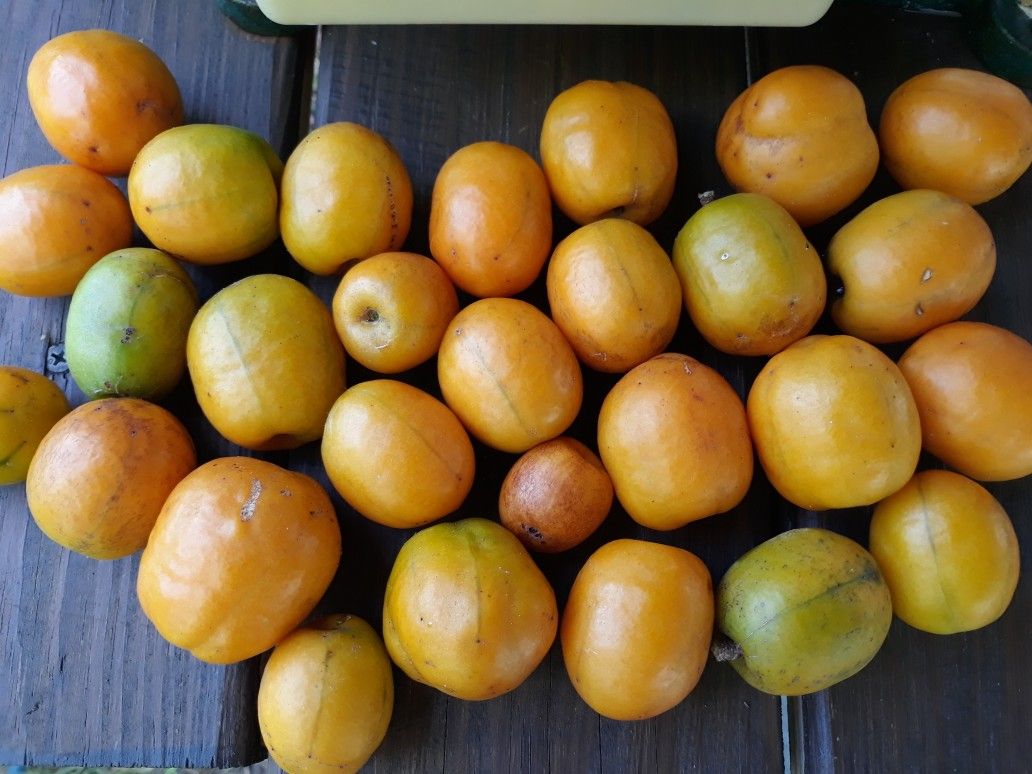 Yellow Hog Plum Tree, Yellow Mombin Tree, Spondias Tree, Arbol De Ciruela Amarilla, Arbol De Jocote Amarillo