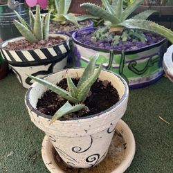 Aloe Vera Plants