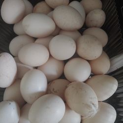 Fresh Organic Farm Eggs