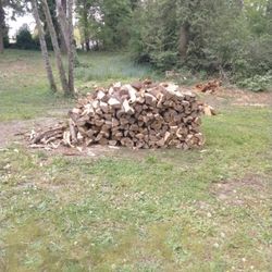 Firewood Maple 