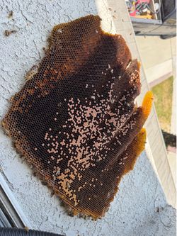 Bee removal