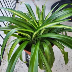 spider plant 