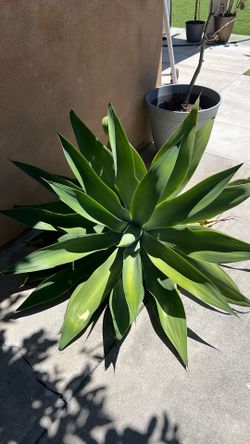 Large Foxtail Agave Plant