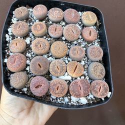 Lipthops In 5” Pot 