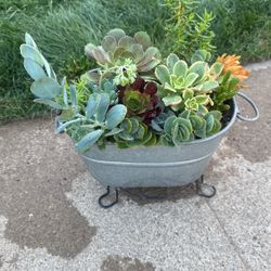 Plants