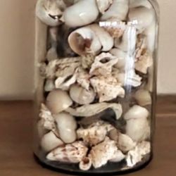 10" High Glass Jar Filled With Sea Shells