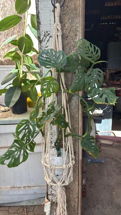 Cheese Monstera