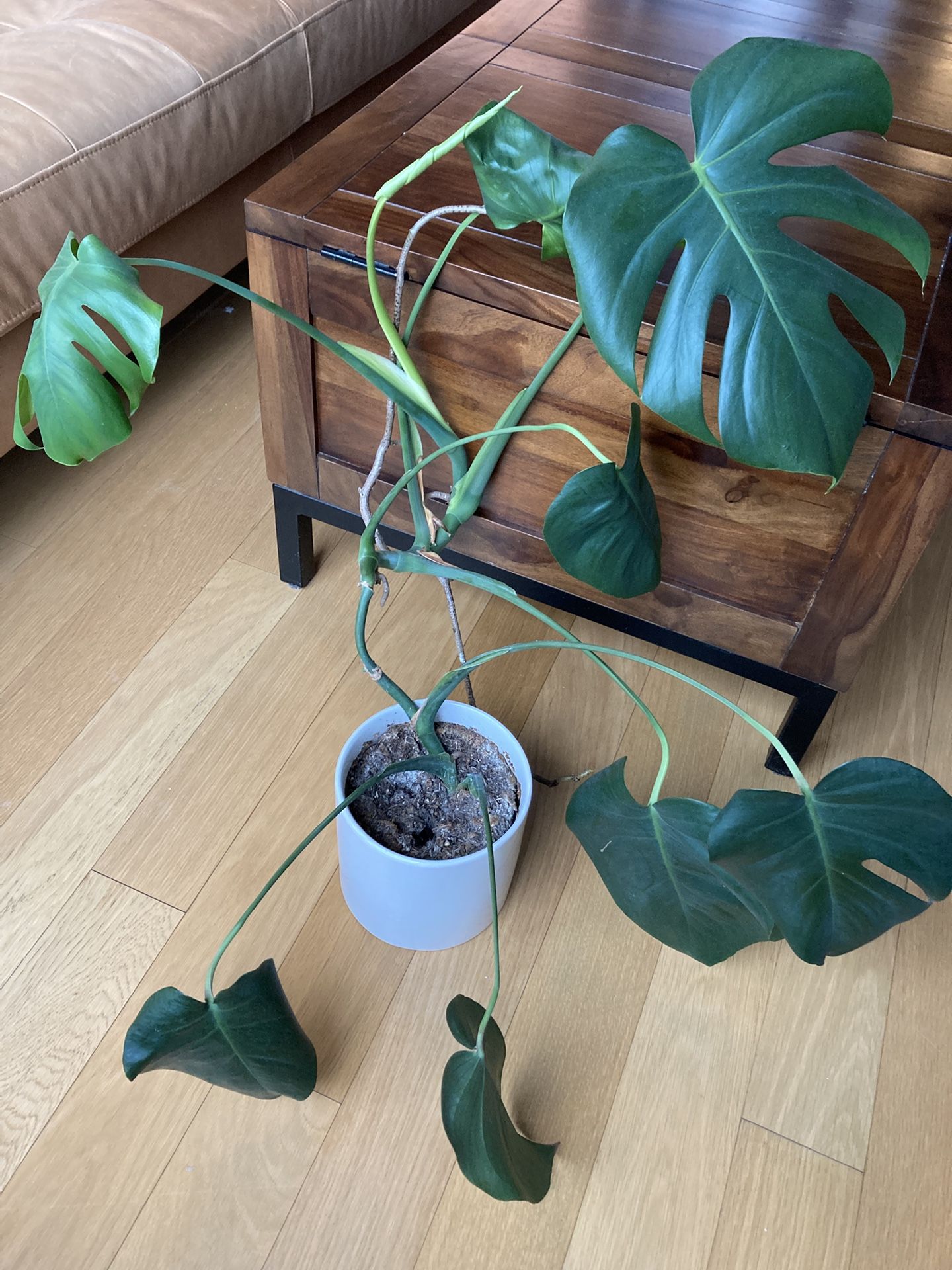 Swiss Cheese Plant