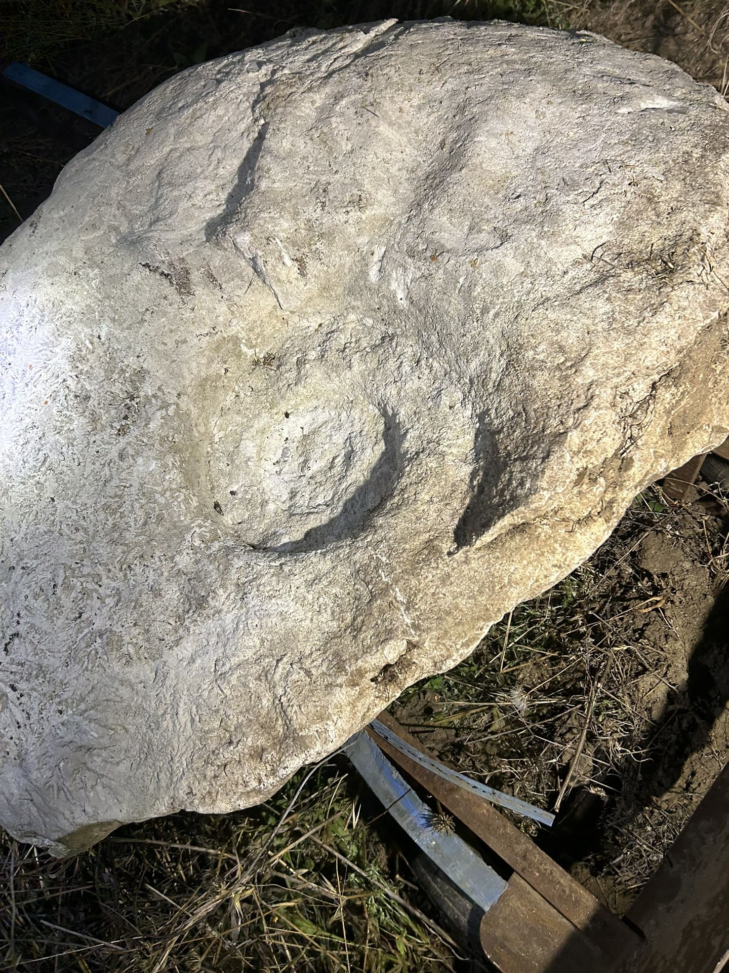 Giant Snail Fossil