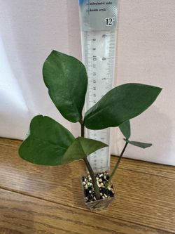 Zamioculcas ZZ plant