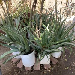 Huge Blowout Sale Clearance On All Plants