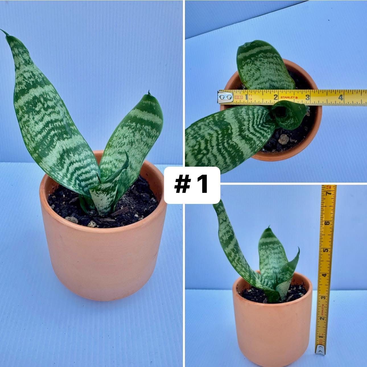 Houseplants