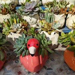 Cute Pots With Plants/Succulents Arrangements