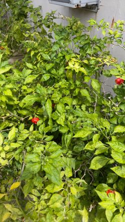 AJI CACHUCHA