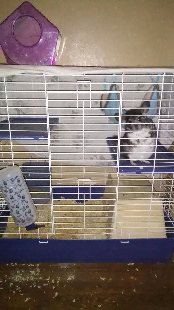 Chinchilla for sale
